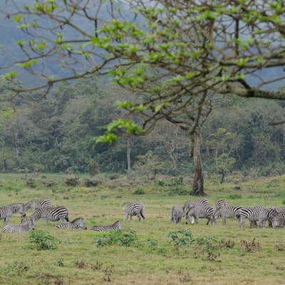 Photograph the Wildlife at Arusha National Park