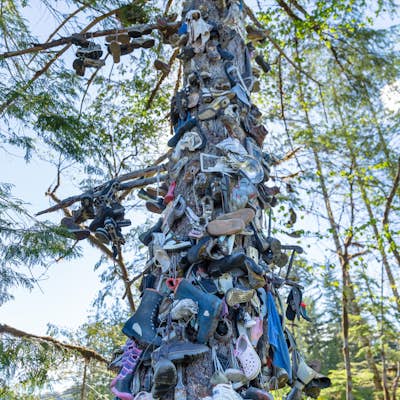 Visit the Great Central Lake Shoe Tree