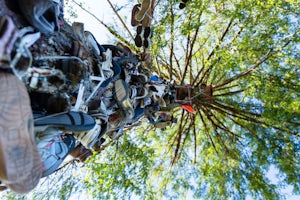 Visit the Great Central Lake Shoe Tree