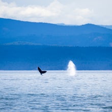 Go Whale Watching from Rosario Harbor