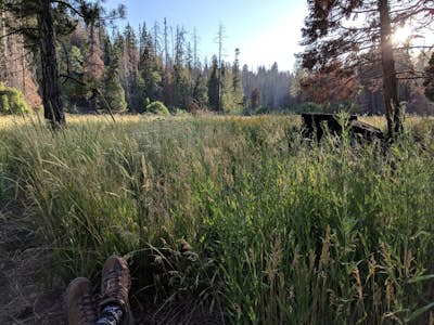 Camp at Redwood Meadow