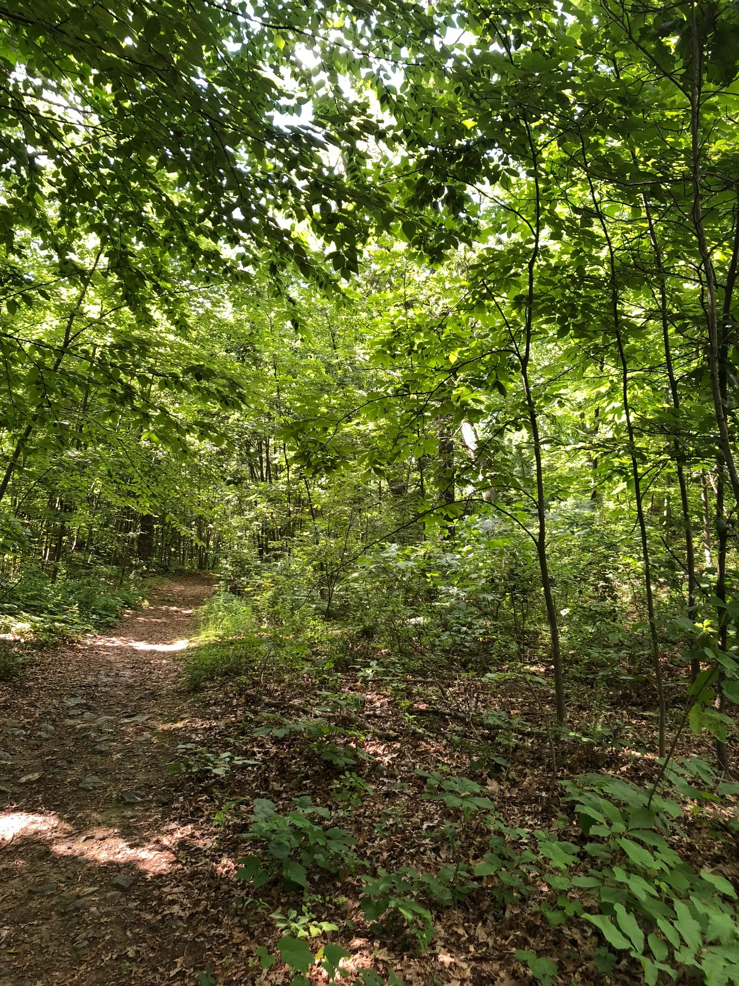 Neutaconkanut Loop