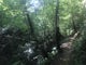 Hike CCC Snipe Trail Loop via Alligator Rock