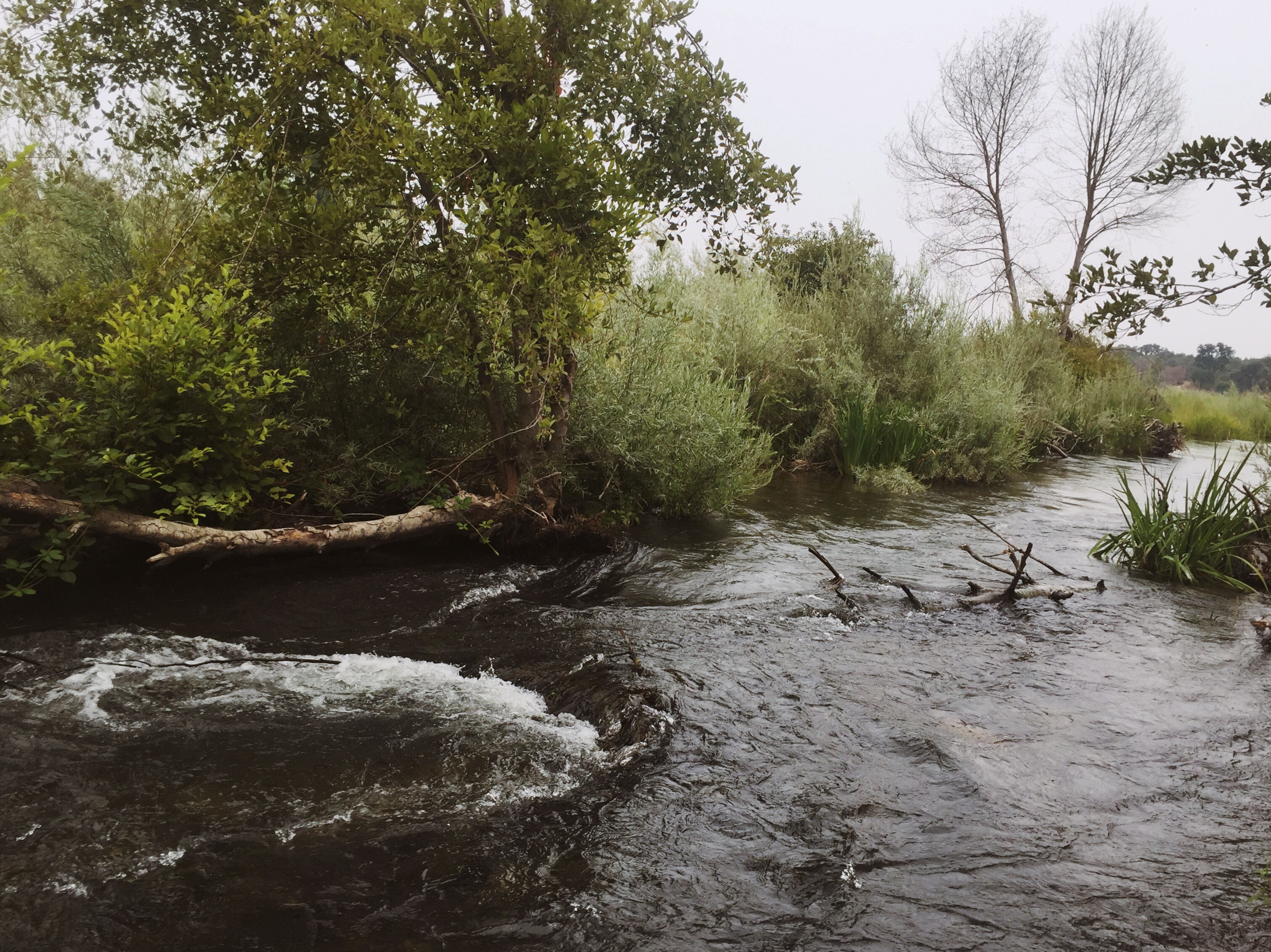 Hike the American River Parkway: Fair Oaks Bridge to Hazel Ave.   