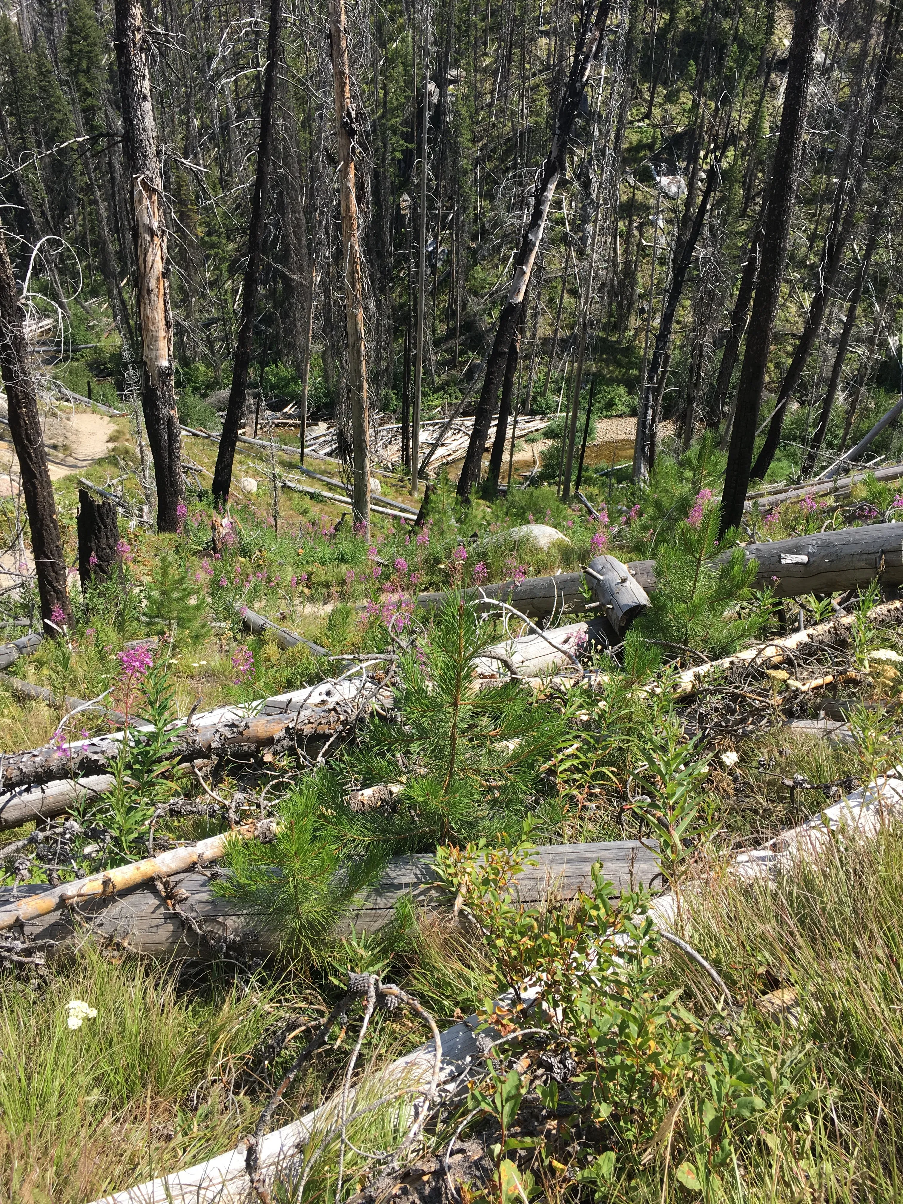 Hike to Loon Lake