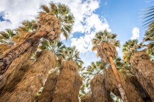 Hike through Borrego Palm Canyon