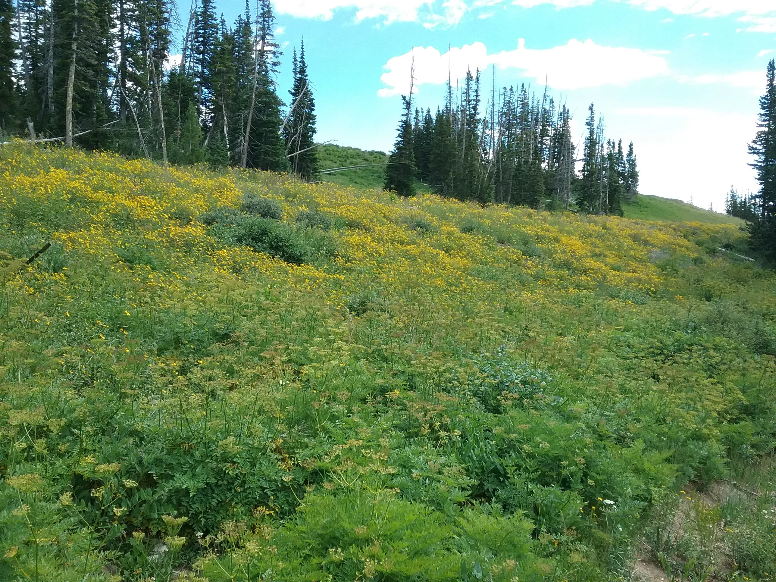 Hike the Sunset Trail, Cedar Breaks National Monument