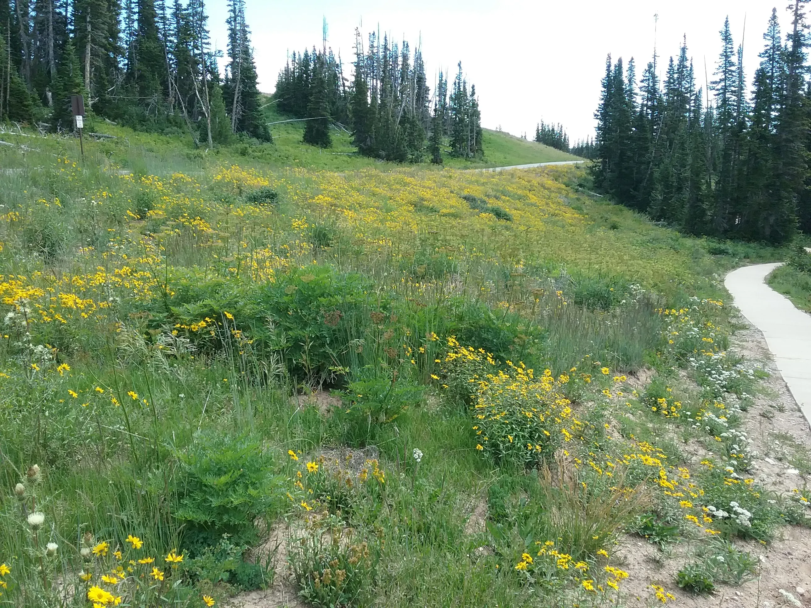 Hike the Sunset Trail, Cedar Breaks National Monument