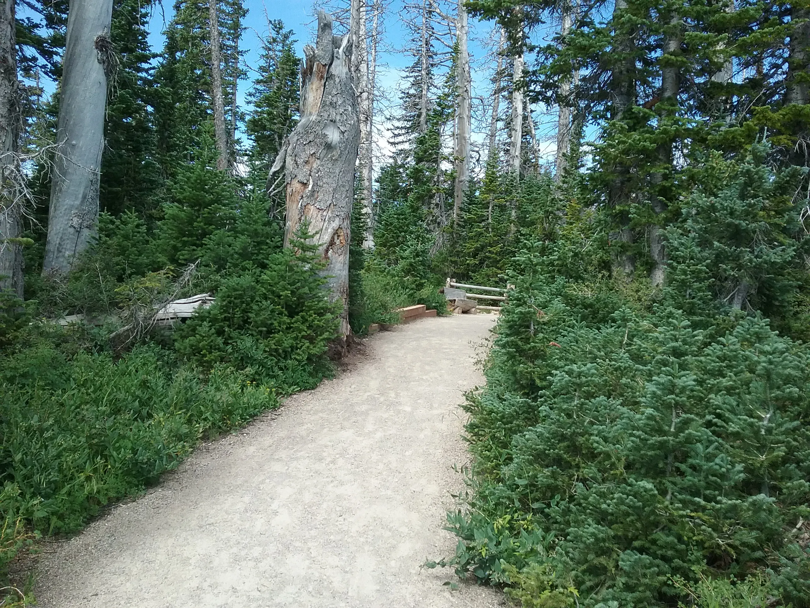 Hike the Sunset Trail, Cedar Breaks National Monument