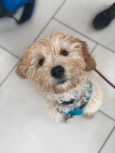 The Dogs of Outdoor Retailer Summer 2018
