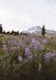 Photograph the Wildflowers at Timberline Lodge