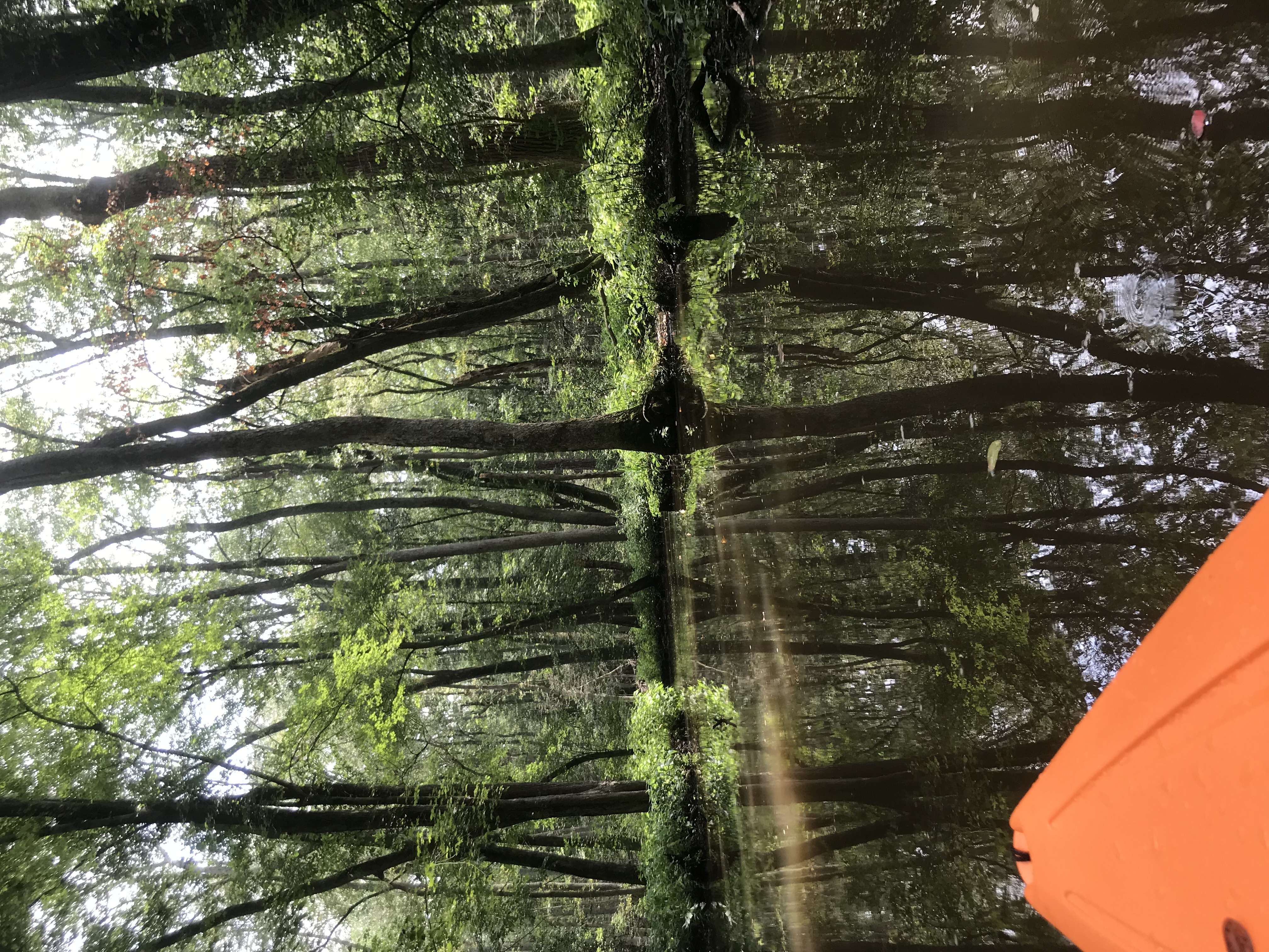 Kayak Trap Pond's Terrapin Branch Water Trail