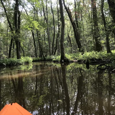 Kayak Trap Pond's Terrapin Branch Water Trail