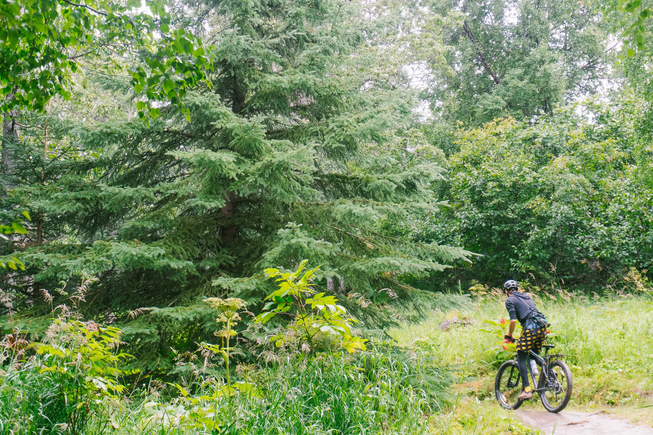 Mountain Bike at Kincaid Park