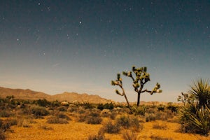 24 Hours in Joshua Tree National Park