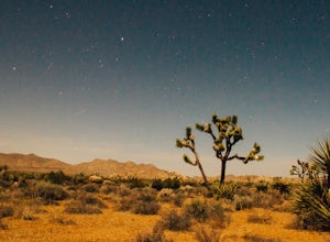 24 Hours in Joshua Tree National Park