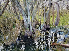 Hike the Anhinga Trail, Everglades