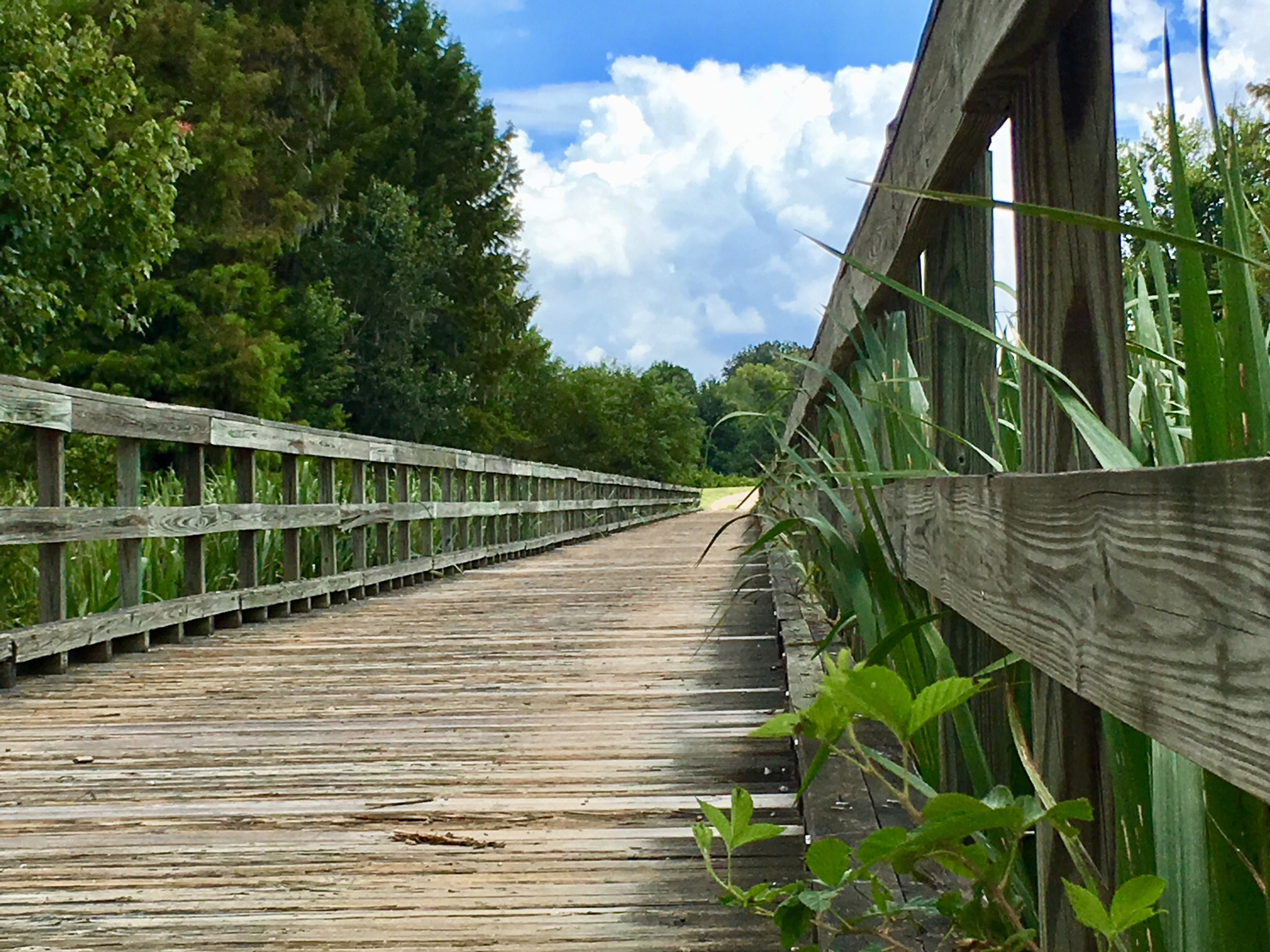 Wetland Trail and Beaver Dam Loop