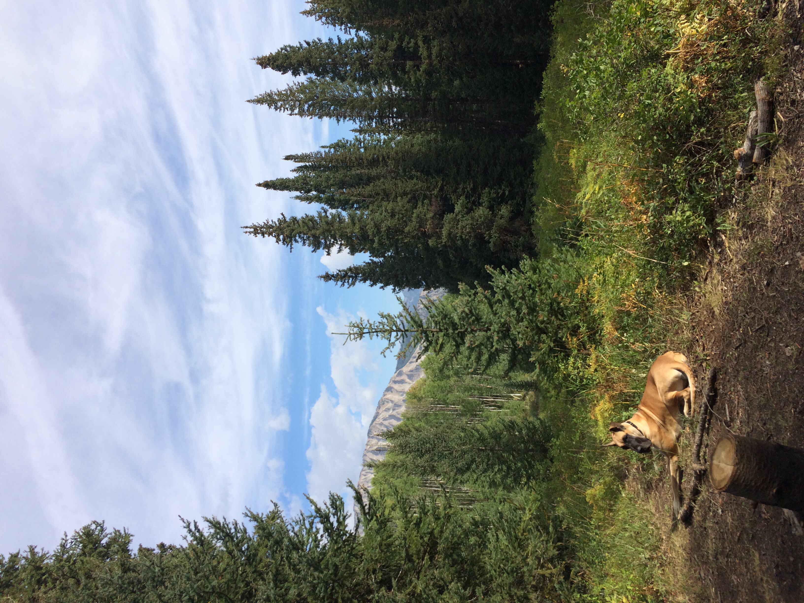 Camp at Kebler Pass