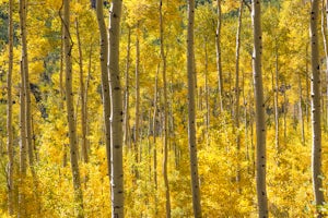 It's Time for Fall Color in Rocky Mountain National Park