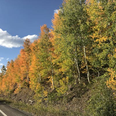 Photograph Fall Colors on Grand Mesa