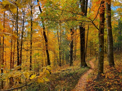Hike the Rollways on the North Country Trail
