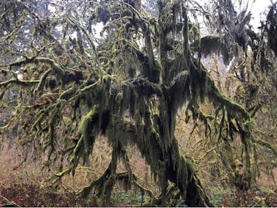 Hoh Rainforest and Hall Of Mosses