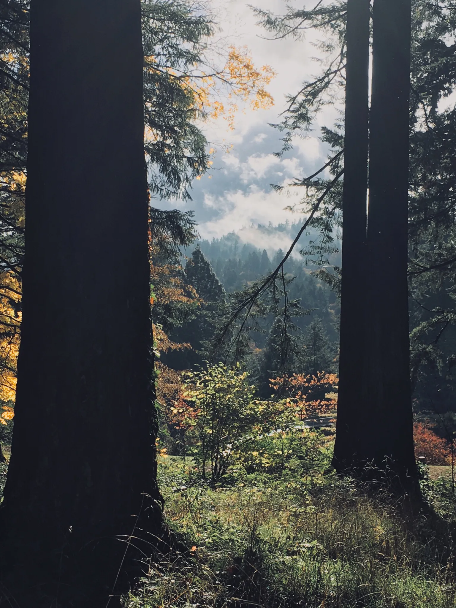 Wildwood Trail in Washington Park