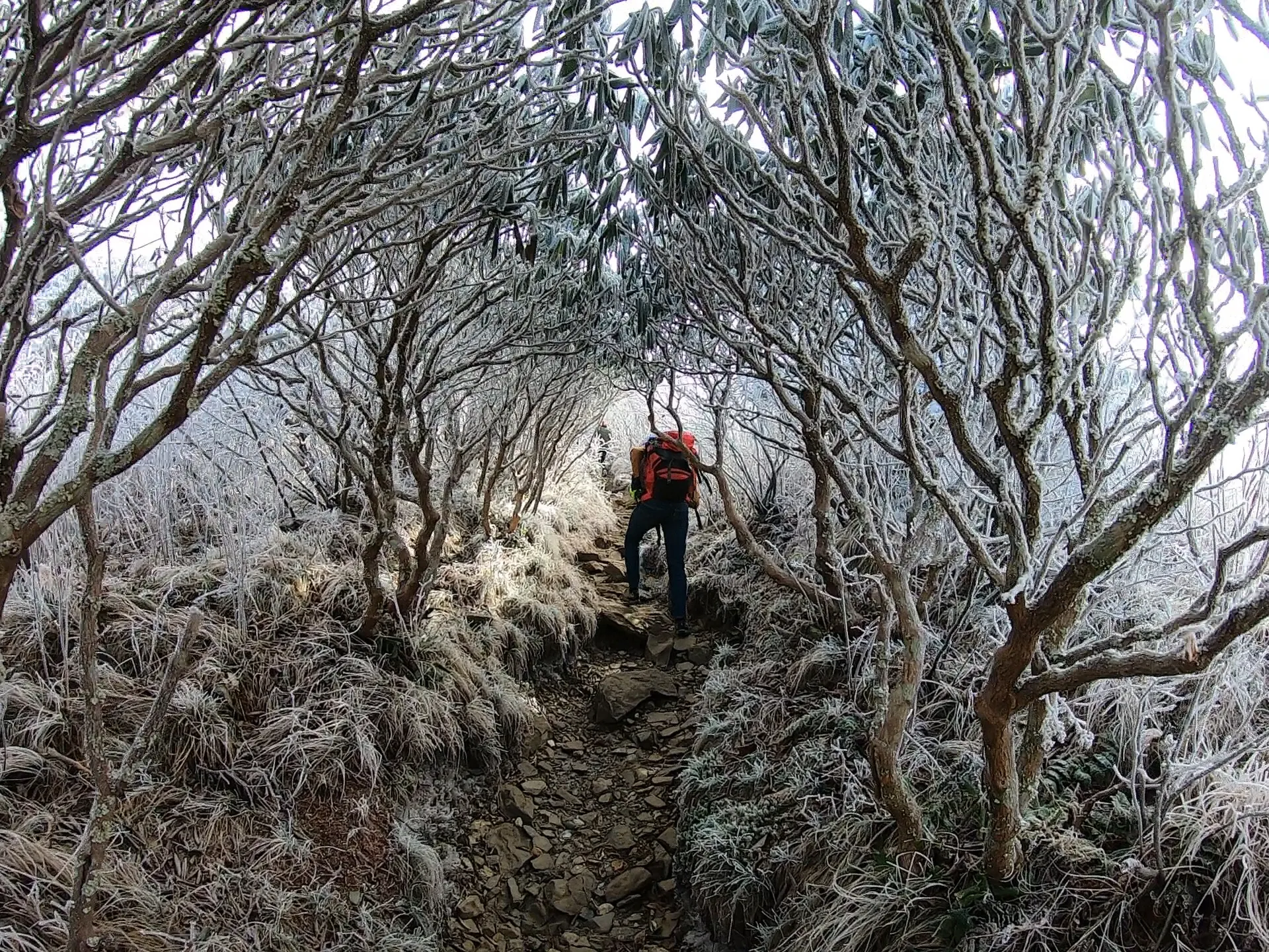 Backpack to Overmountain Shelter in the Roan Highlands