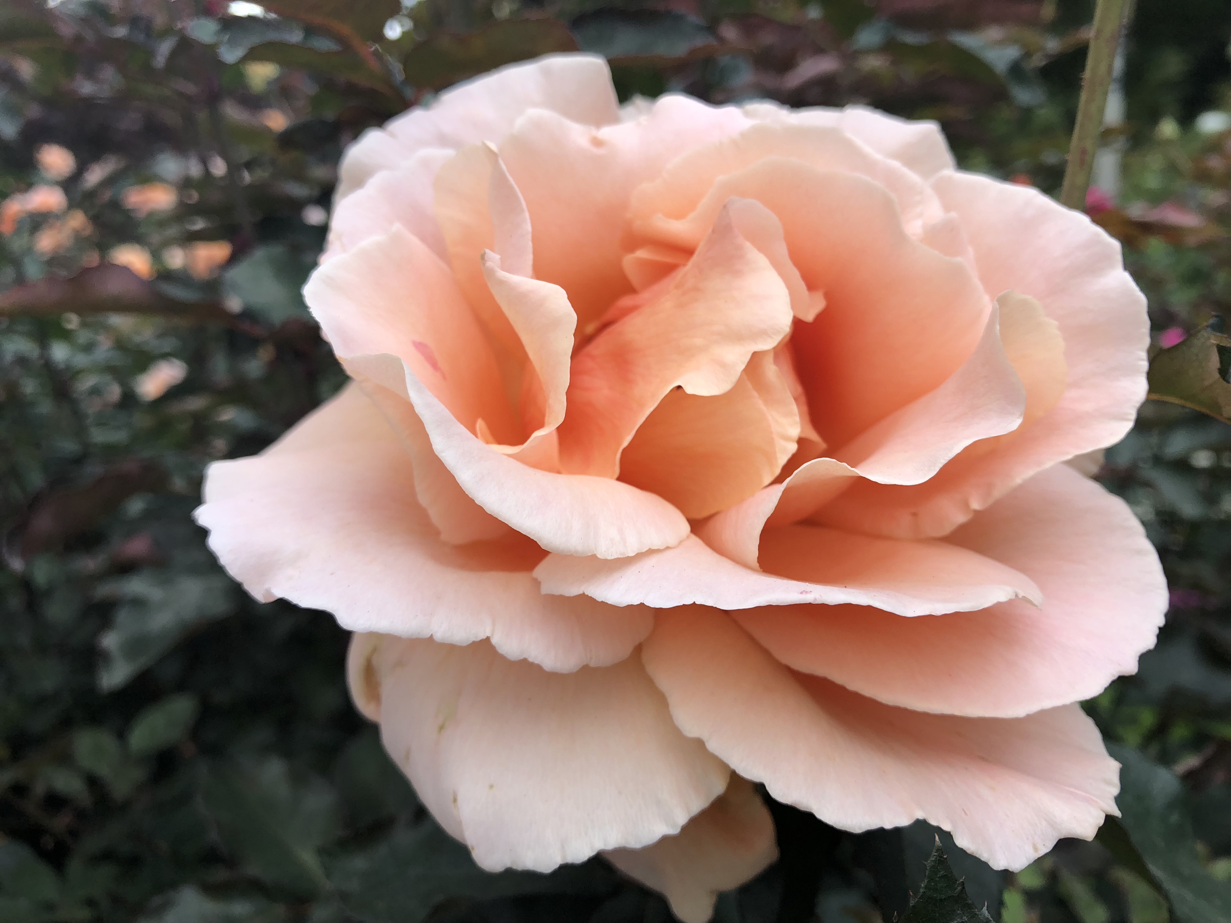 International Rose Test Garden