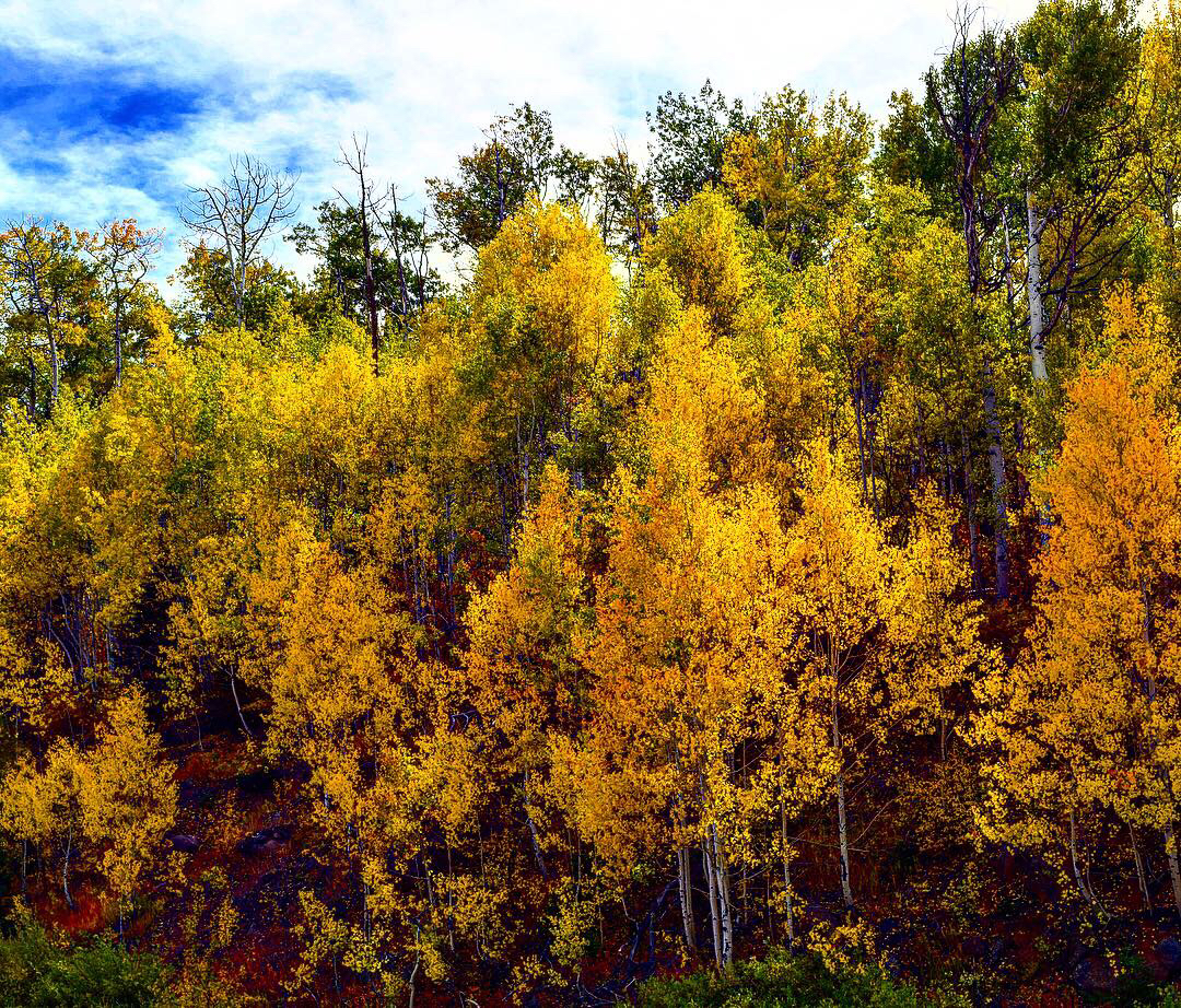 Grand Mesa Scenic Byway