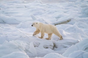 The Ultimate Autumn Travel Experience Is in Churchill, Manitoba