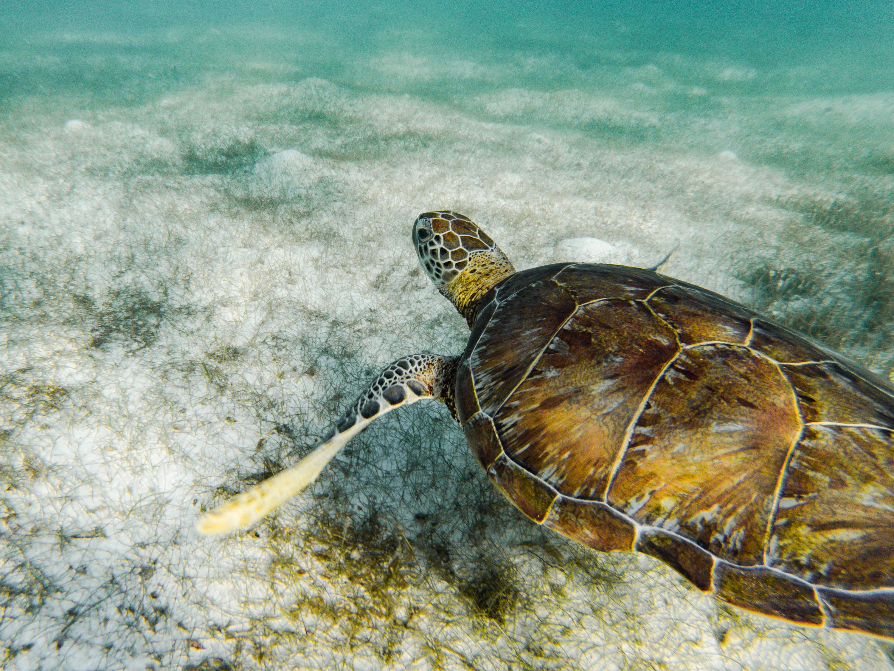 Swim with Sea Turtles in Akumal