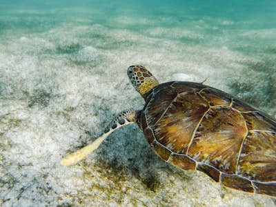 Swim with Sea Turtles in Akumal