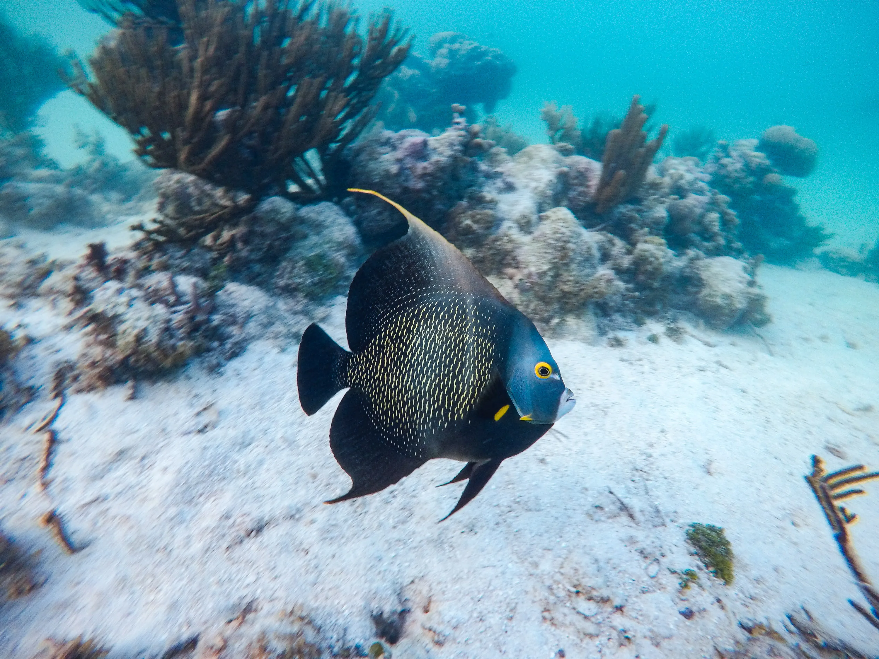 Swim with Sea Turtles in Akumal