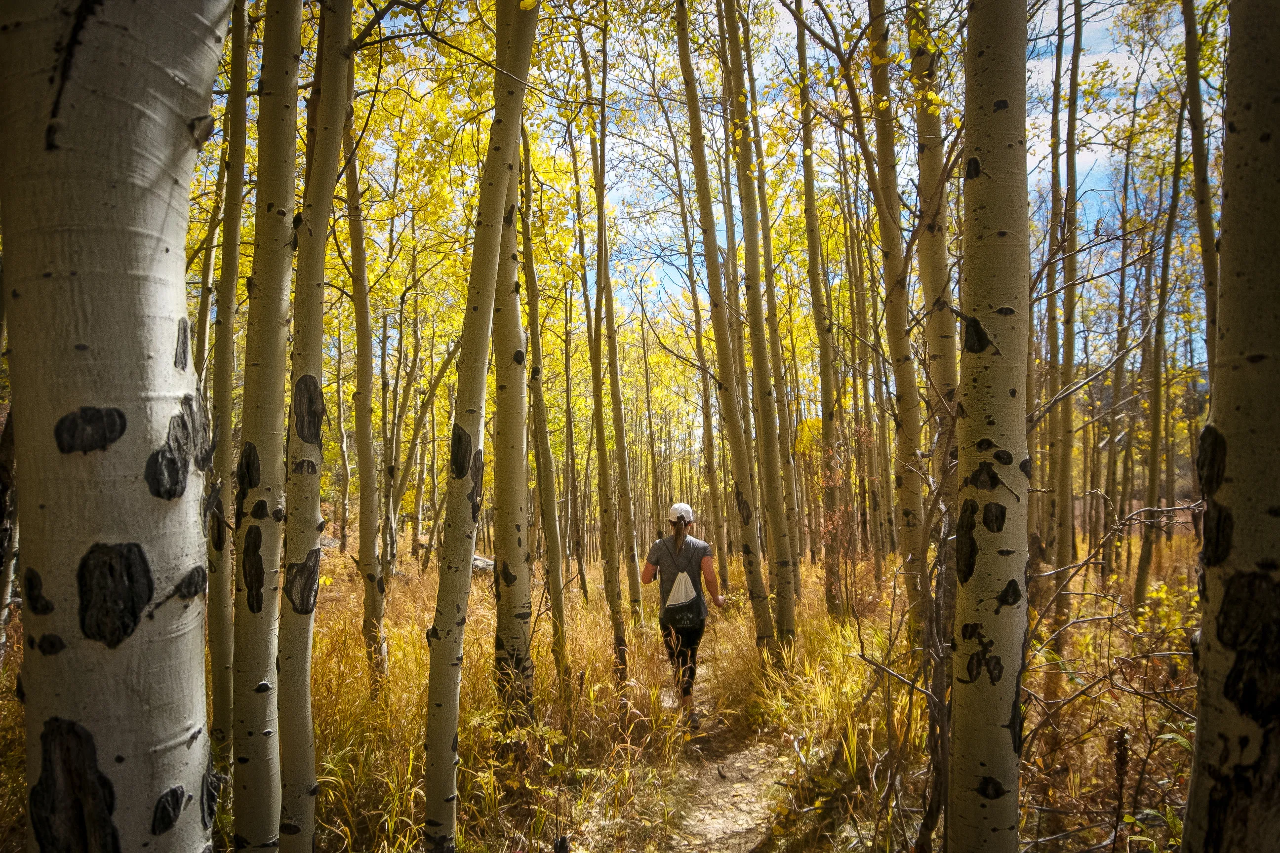 Hike the Blue Grouse Trail Loop
