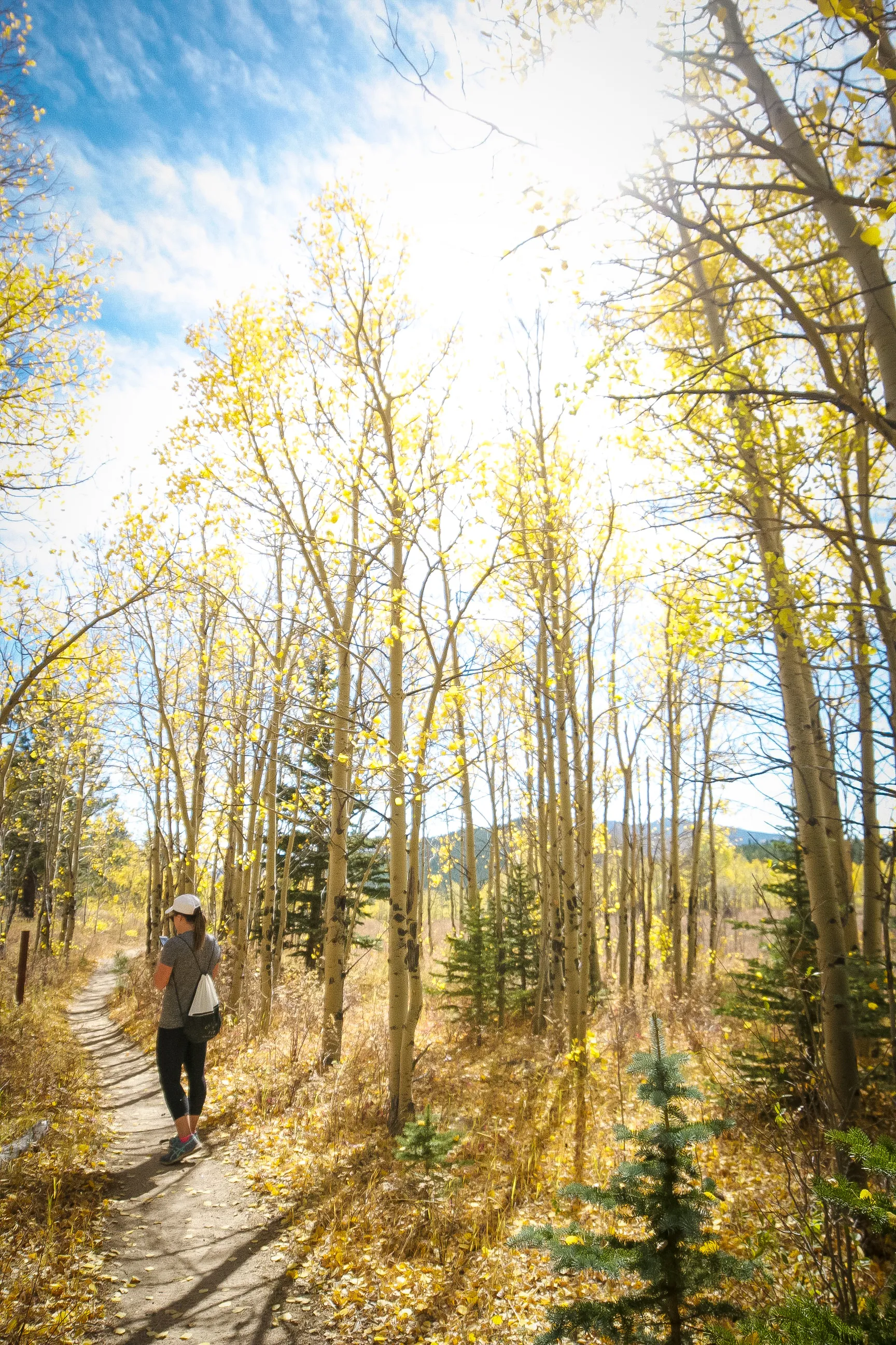 Hike the Blue Grouse Trail Loop