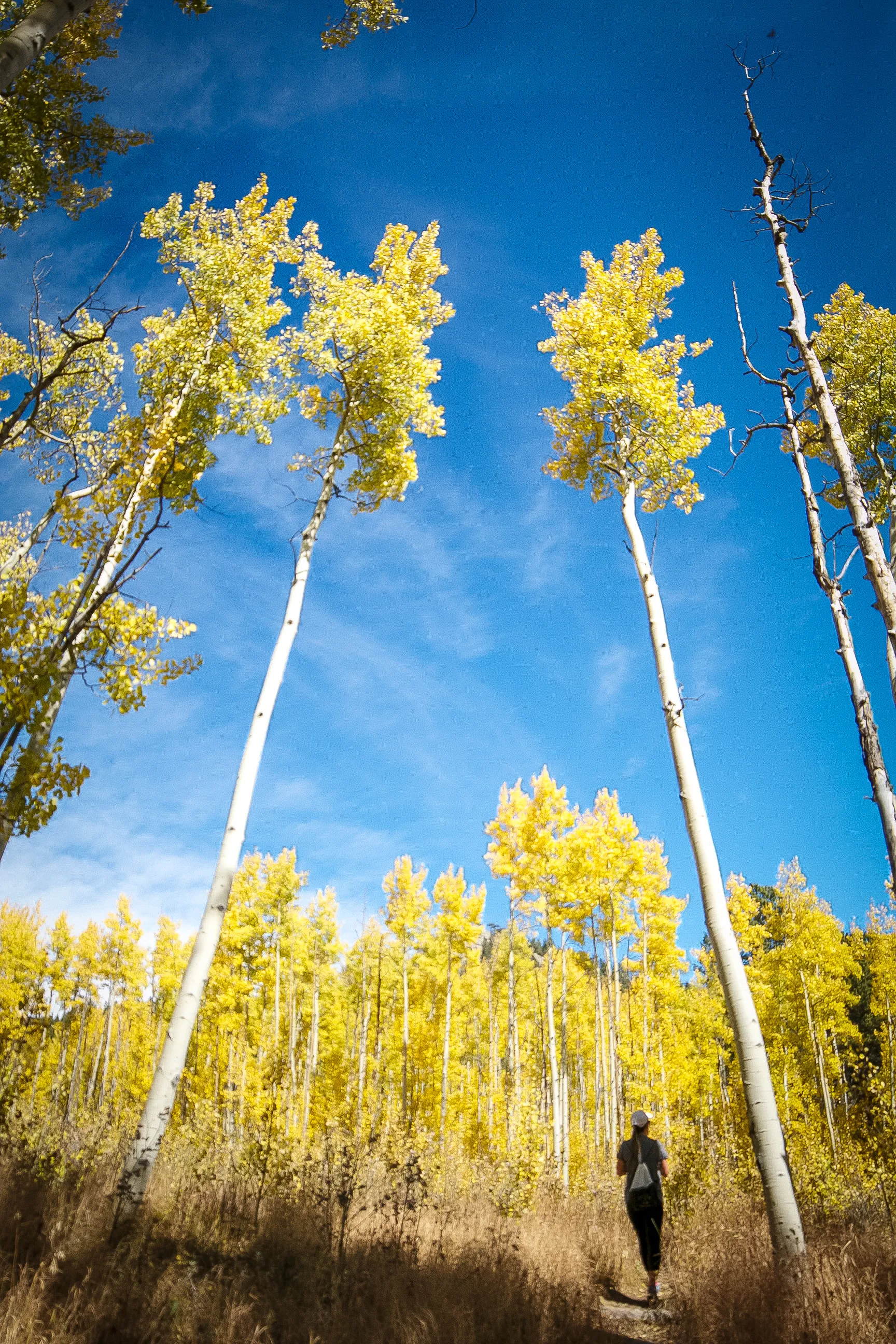 Hike the Blue Grouse Trail Loop