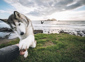 The Rise of Loki the Wolfdog and His 1.8 Million Instagram Followers