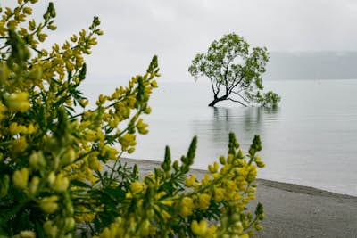 Hike Lake Wanaka and Photograph the Famous Tree