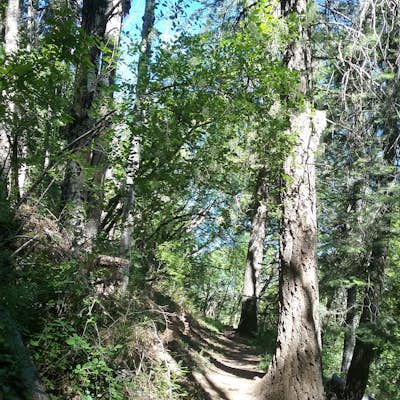 Hike the Osha Loop Trail