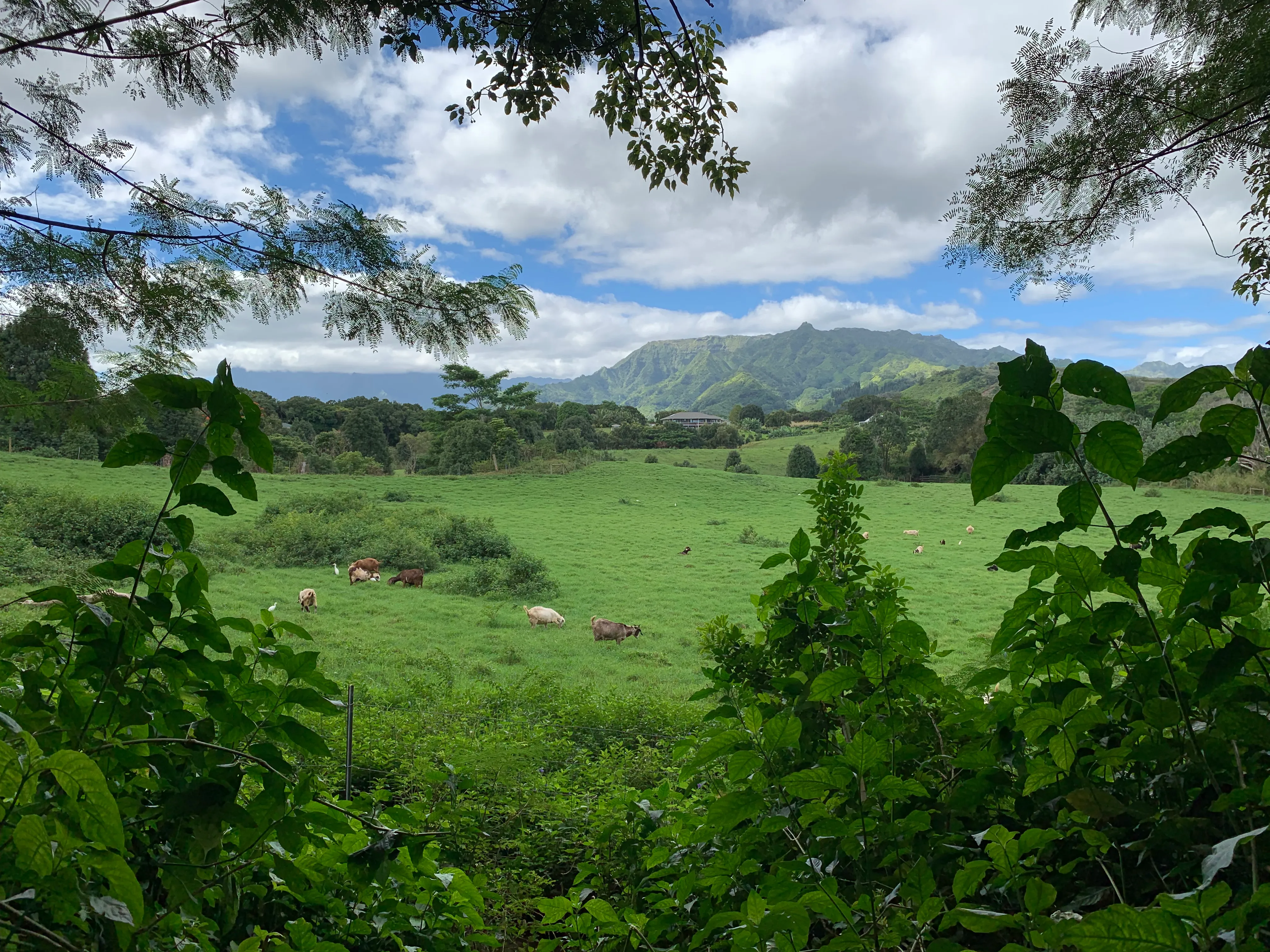 Hike to Ho'opi'i Falls 