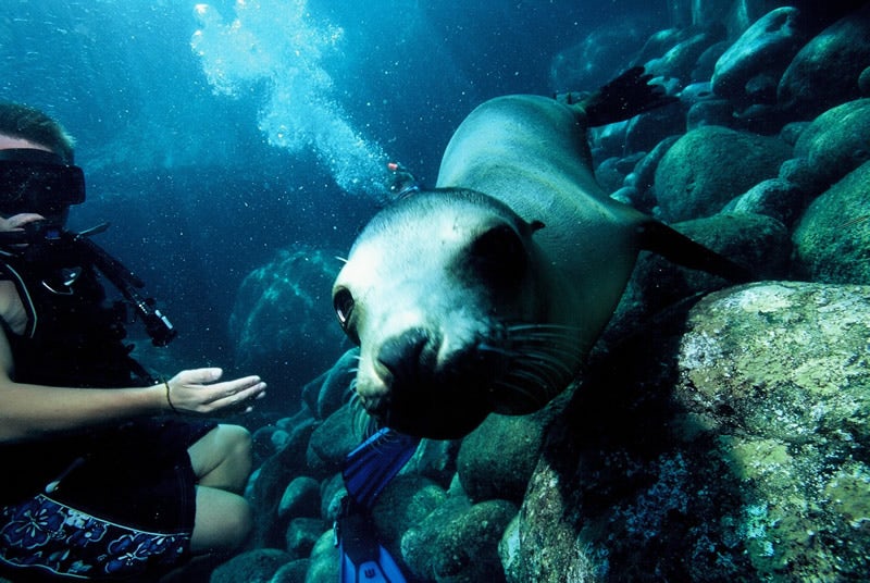 Photo of Snorkeling the Sea Lion Colony