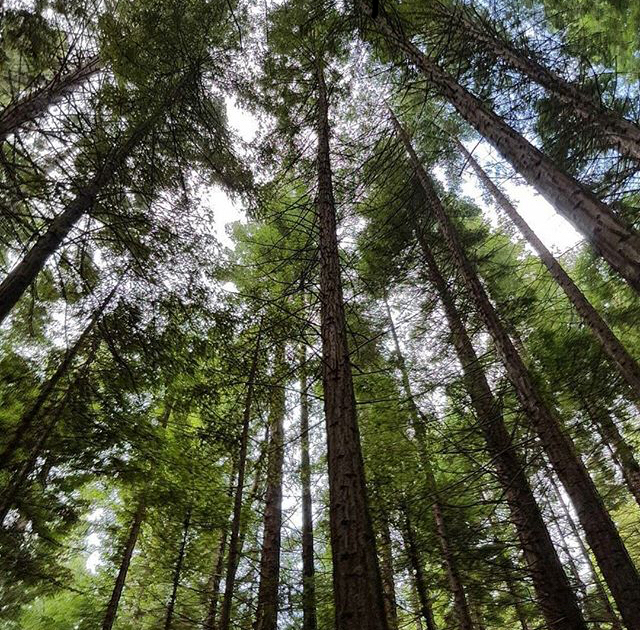 Explore Warburton's Sequoia Forest