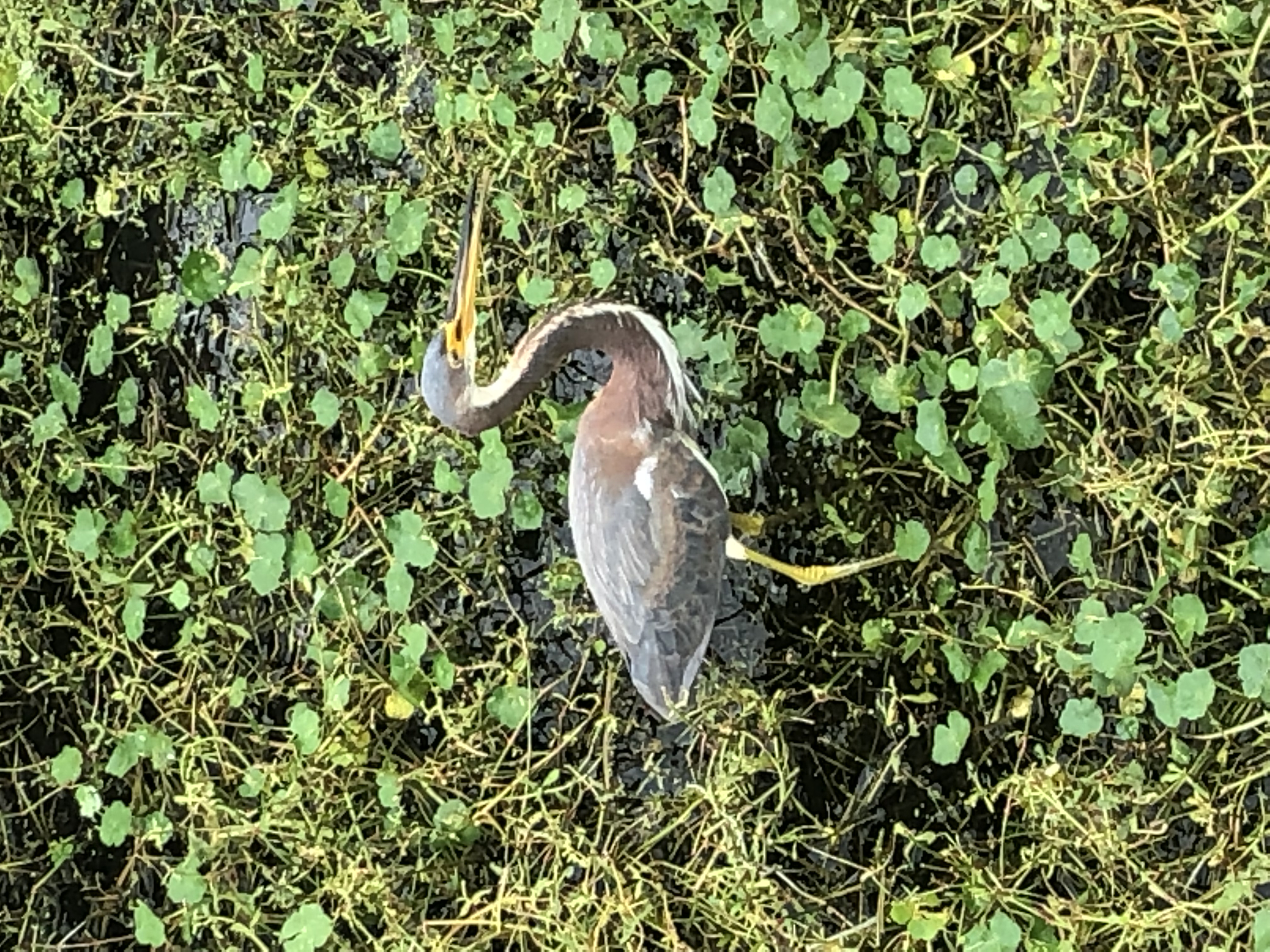 Sweetwater Wetlands Park Loop