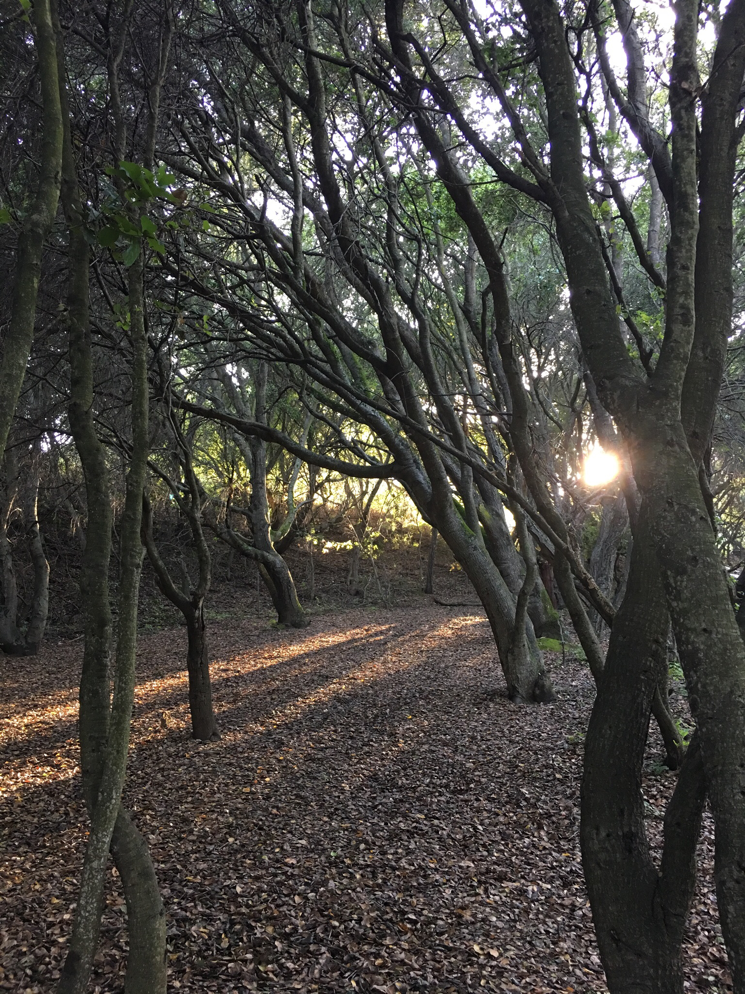 Lake Chabot Regional Park Loop