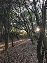 Lake Chabot Regional Park Loop