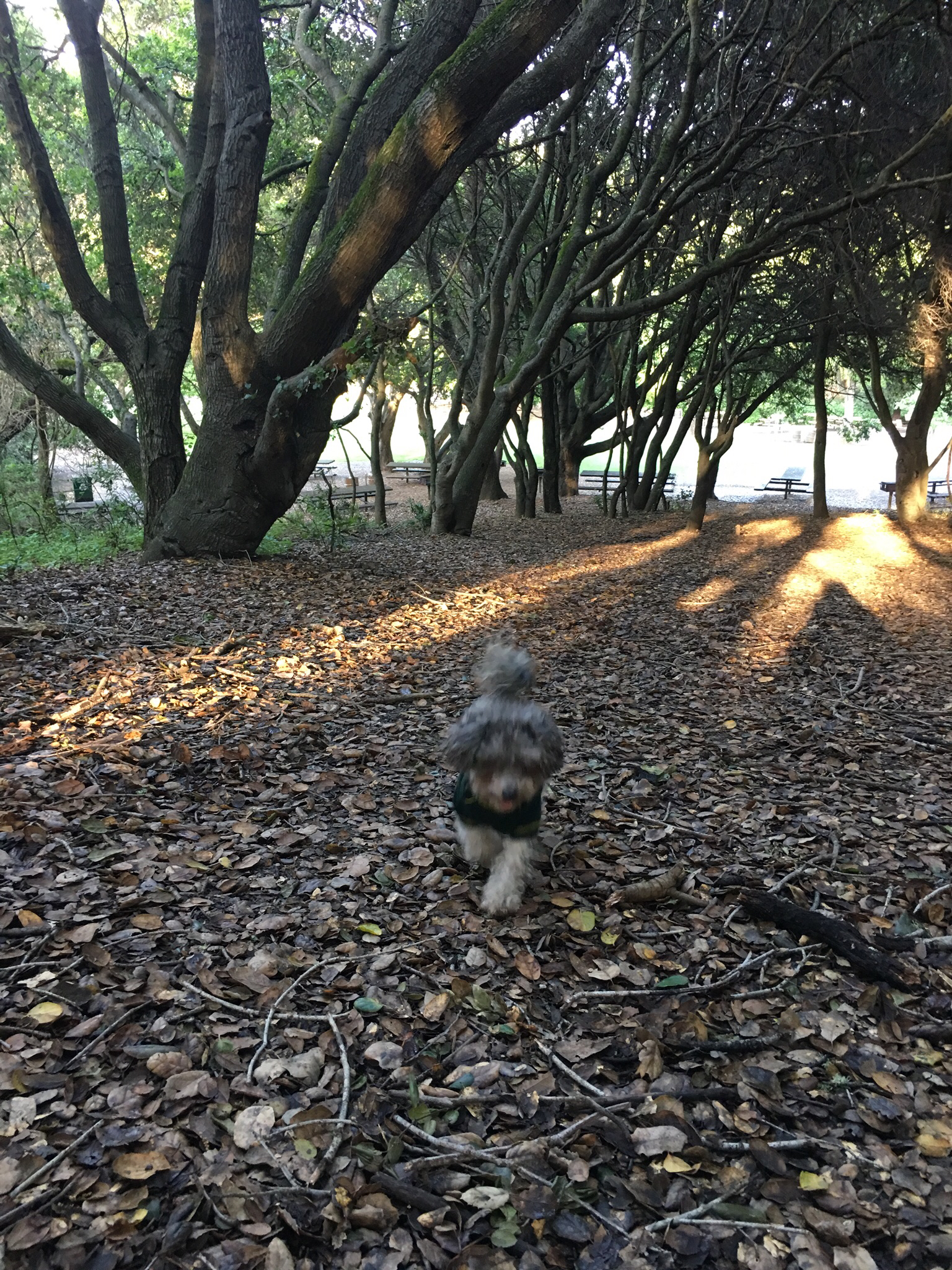 Lake Chabot Regional Park Loop