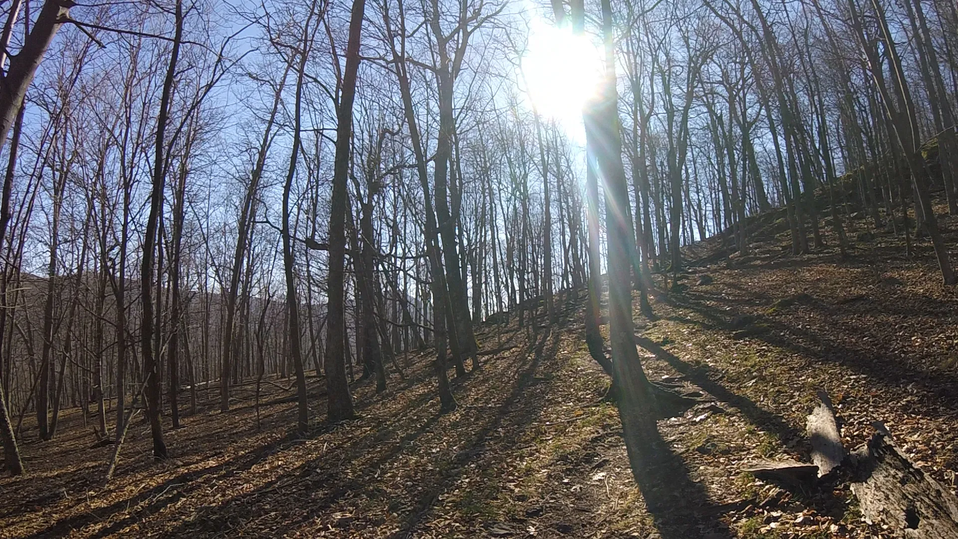 Cole Mountain Loop