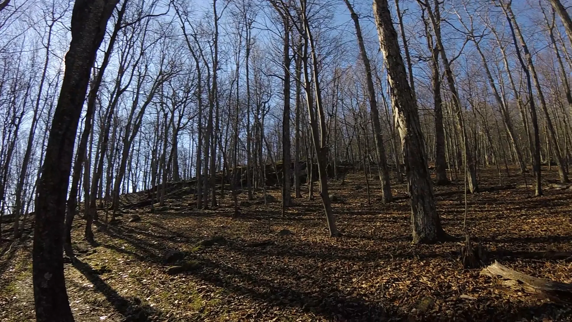 Cole Mountain Loop
